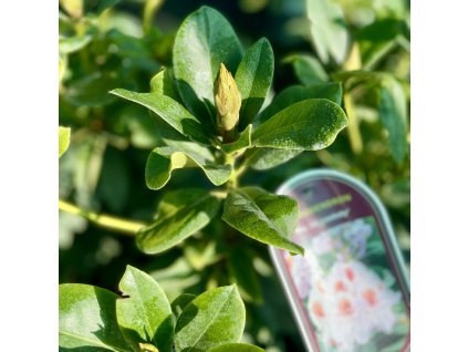 RHODODENDRON 'MRS.T.H.LOWINSKY_kak