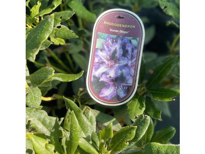 RHODODENDRON 'GUNTER DINGER'_kak