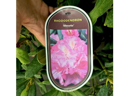 RHODODENDRON 'MAZURKA' KAK