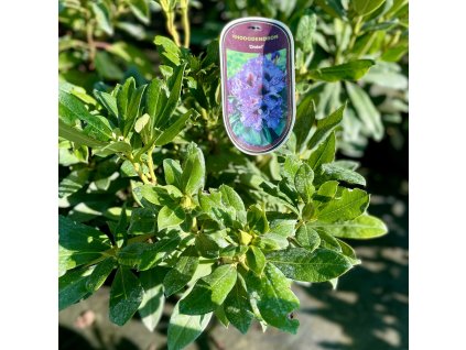 RHODODENDRON 'ORAKEL'_kak