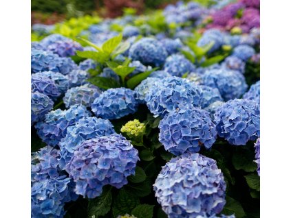 HYDRANGEA MACROPHYLLA 'EARLY BLUE' SCHUTT