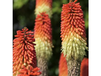 KNIPHOFIA 'ROYAL CASTLE HYBRIDS' (FAKĽOVKA)_istock