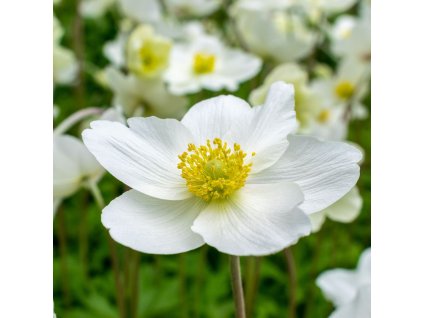 ANEMONE SYLVESTRIS 'MADONNA'  ist