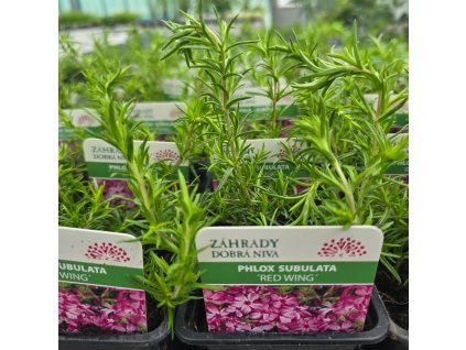 PHLOX SUBULATA 'RED WING'_kak