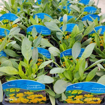 COREOPSIS 'PRESTO' kak