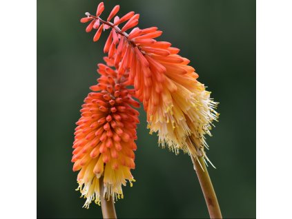 KNIPHOFIA UVARIA 'FLAMENCO' (FAKĽOVKA)_shutter