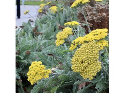 ACHILLEA TOMENTOSA 'AUREA' ist