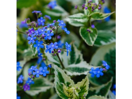 BRUNNERA MACROPHYLLA 'VARIEGATA'_shutterstock