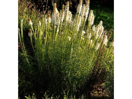 LIATRIS SPICATA white shutt1