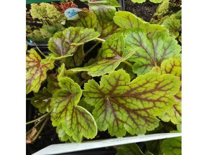 HEUCHERA 'BLONDIE IN LIME' kak