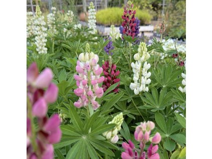 LUPINUS MIX (LUPINA)_kak