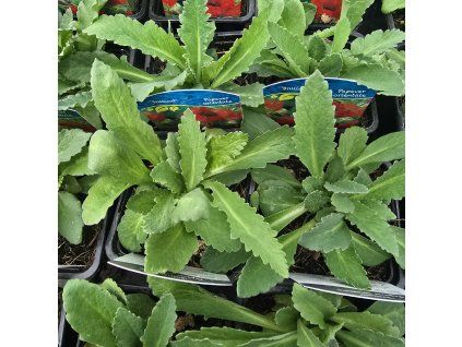 PAPAVER OR. 'BRILLIANT kak2'