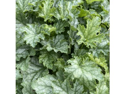 HEUCHERA 'LIME SWIZZLE' (HEUCHERA)_kak