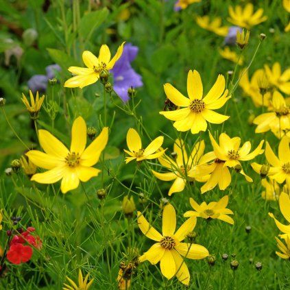 COREOPSIS VERTIC. 'ZAGREB'_istock