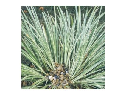 ACORUS GRAMINEUS 'VARIEGATUS' (PUŠKVOREC)