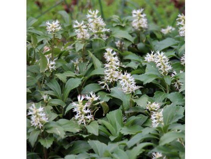 PACHYSANDRA TERMINALIS 'GREEN CARPET' (PACHYSANDRA VRCHOLOVÁ)_shutterstock