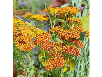 ACHILLEA 'WALTHER FUNCKE' ist2