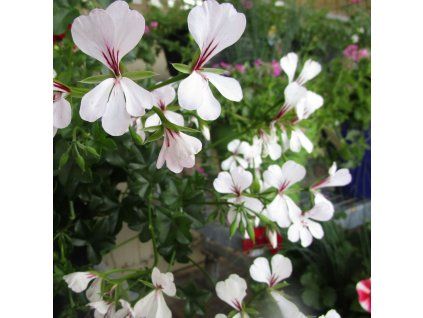 PELARGONIUM TIROL biely ist
