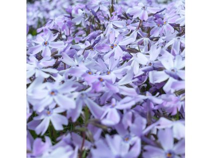 PHLOX SUBULATA 'EARLY SPRING LAVENDER' _ist