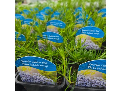 PHLOX SUBULATA 'EMERALD CUSHION BLUE'_kak
