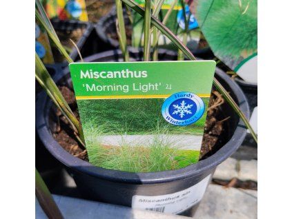 MISCANTHUS SINENSIS 'MORNING LIGHT' kak