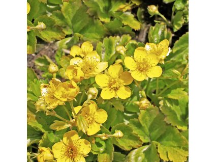 WALDSTEINIA TERNATA 'FORREST SUN' (VALDŠTEJNKA TROJPOPČETNÁ)_istock1