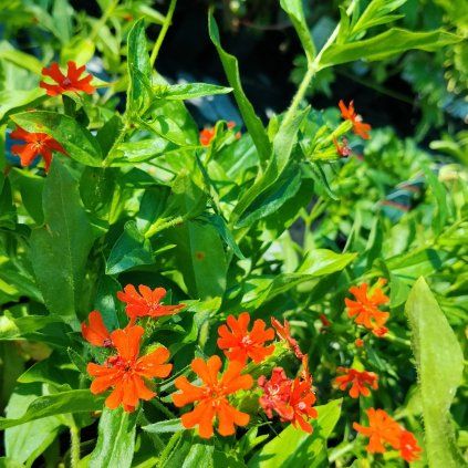 LYCHNIS CHALCEDONICA 'RED kak1