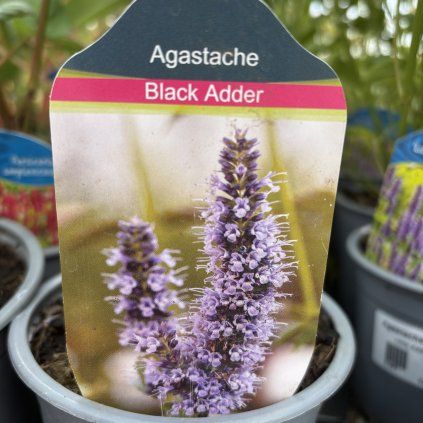 AGASTACHE 'BLACK ADDER' (AGASTACHE)_kak1