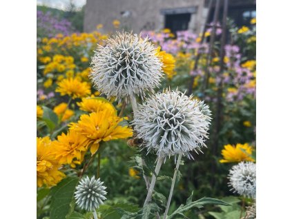 ECHINOPS SPHAEROCEPHALUS 'ARCTIC GLOW' IST2