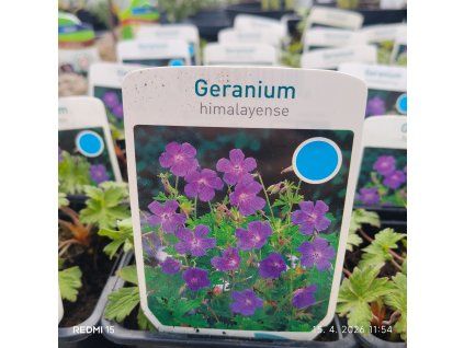 GERANIUM HIMALAYENSE 'JOHNSON'S BLUE' (PAKOST) kak