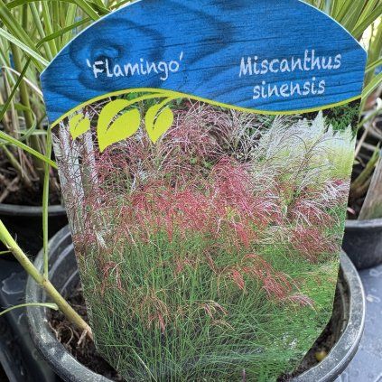 MISCANTHUS SINENSIS 'FLAMINGO' kak