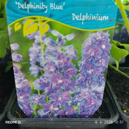 DELPHINIUM CULTORUM 'DELPHINITY BLUE' kak