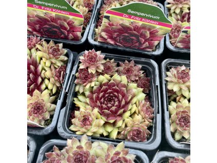 SEMPERVIVUM 'DR. FRITZ KÖHLEIN' (SKALNÁ RUŽA | SKALNIČKA)_kak