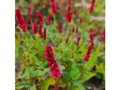 PERSICARIA AMPLEXICAULIS 'JS CALIENTE IST1