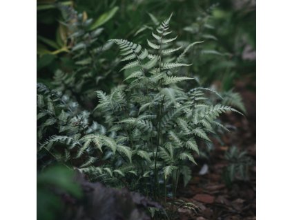 ATHYRIUM NIPONICUM 'METALLICUM' (PAPRAĎKA)_istock