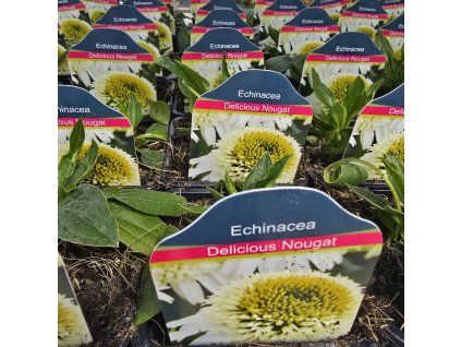 ECHINACEA 'DELICIOUS NOUGAT' kak