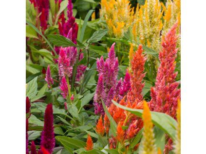 CELOSIA ARGENTEA VAR. PLUMOSA 'GLORIOUS MIX' shut