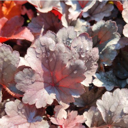 HEUCHERA 'SILVER GUMDROP' kak