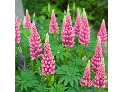 LUPINUS POLYPHYLLUS 'LEGENDARY ROSE ist