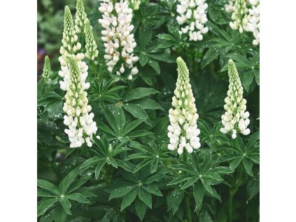 LUPINUS POLYPHYLLUS 'LEGENDARY WHITE SHADES' IST