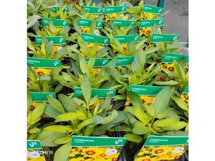 COREOPSIS GRANDIFLORA 'SUNKISS' kak1