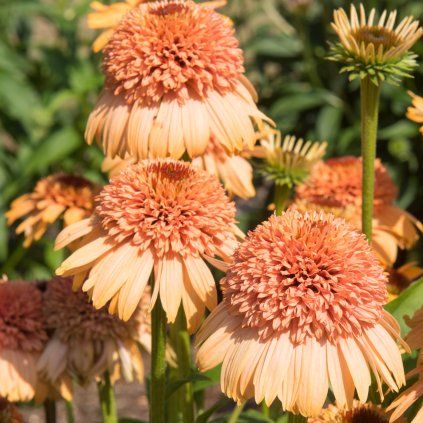 ECHINACEA 'SUPREME CANTALOUPE' (ECHINACEA)_shutter