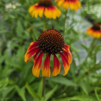 ECHINACEA 'PARROT' kak5