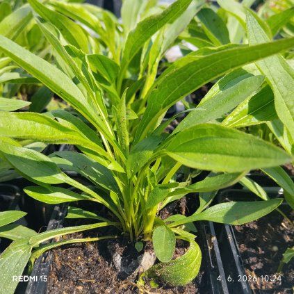ECHINACEA 'PARROT' kak2