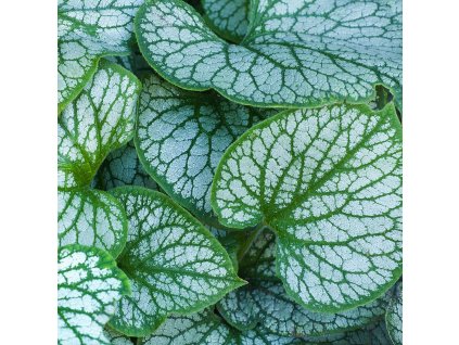 BRUNNERA MACROPHYLLA 'SILVER HEART'_istock