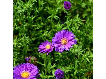 ASTER DUMOSUS 'INDIGO' IST