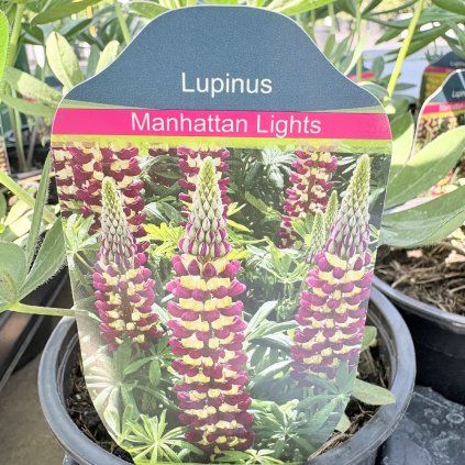 LUPINUS 'MANHATTAN LIGHTS' kak