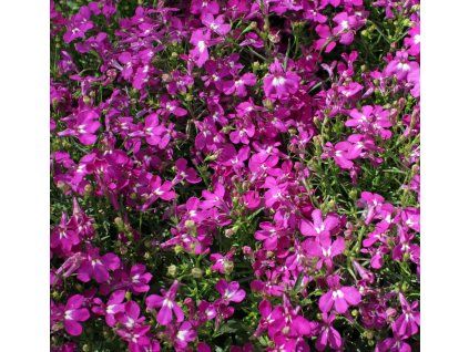 LOBELIA ERINUS 'CASCADE RED' shut