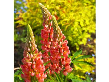 LUPINUS 'TEQUILA FLAME'_istock