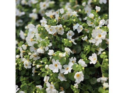 bacopa biela kak6